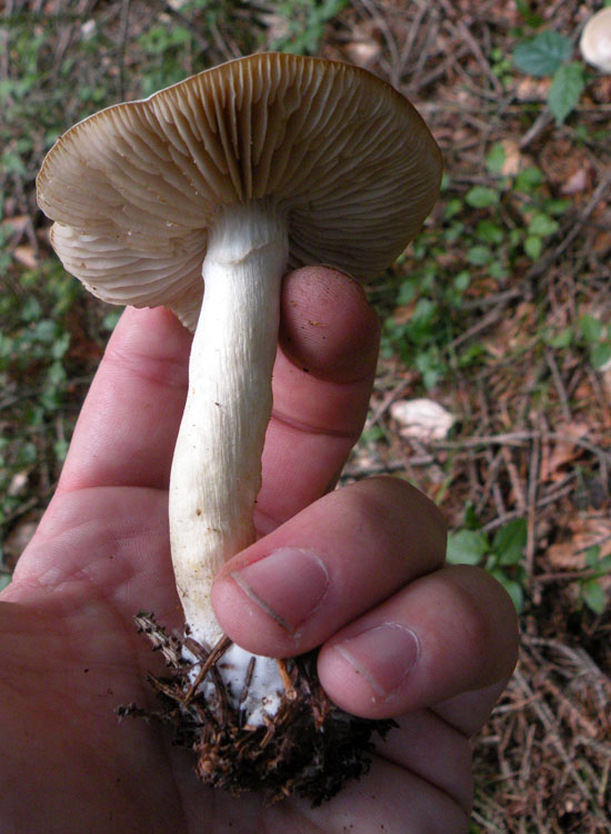 Clitocybe, forse: dealbata o inornata?